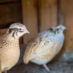 Farmház Bio Bauernhof Schweizerhof *