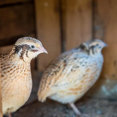 Séjour à la ferme Bio Bauernhof Schweizerhof *
