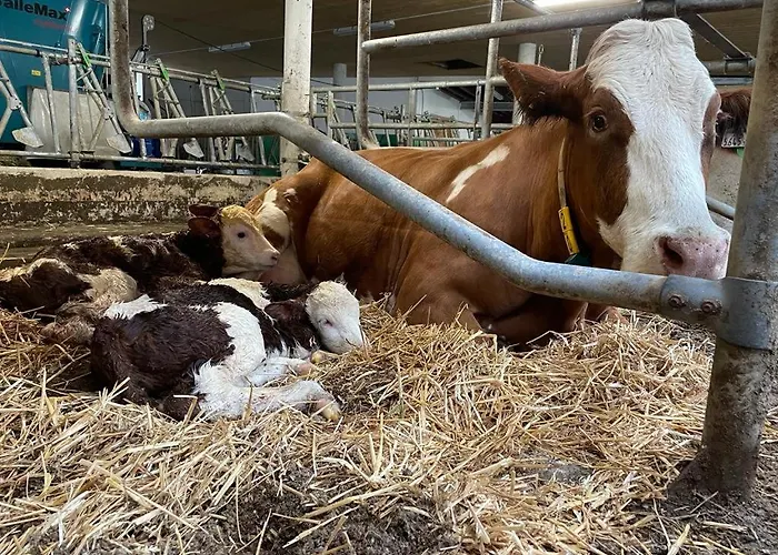 Bio Bauernhof Schweizerhof 巴特霍夫加施泰因